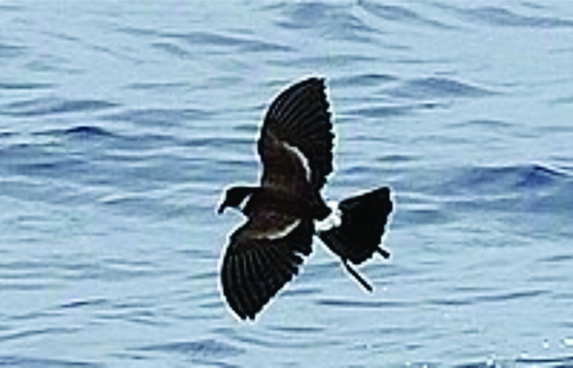 polystormpetrel